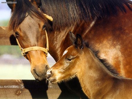 Bay Mare And Foal Quarter Horses - horses, foal, mare, animals