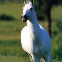 white quarter horse galloping