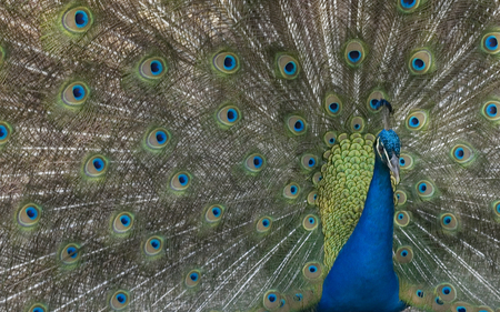 Intimidating Peacock - animal, feather, peacock, bird