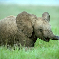 baby elephant