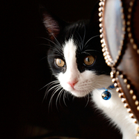 blue beaded cat