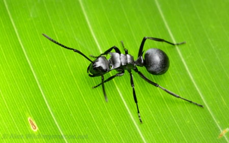 Polyrhachis macro - ant, macro, animals, green, detail, leaf