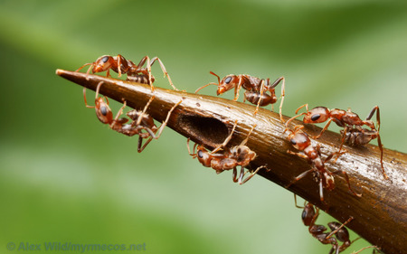 Pseudomyrmex macro - detail, macro, ants, animals