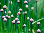 flowers allium