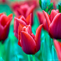 red-tulips