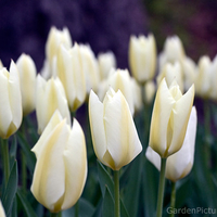 white-tulips