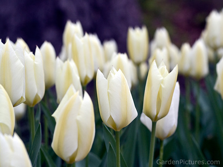 white-tulips - flowers, white, nature, tulips