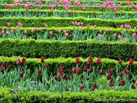 spring-flower-garden - nature, tulips, colors, gardens, flowers