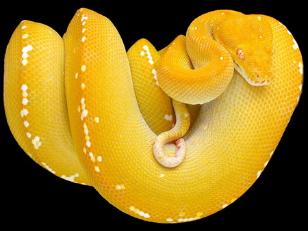 20 - yellow, new, snake, treesnake