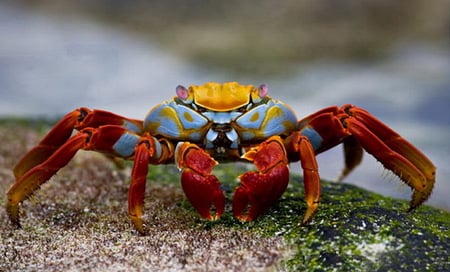 002 - crab, ocean, colors, crabs