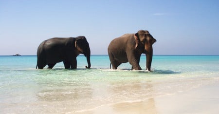 elephants on the beach - animals, water, beauty, beach, ocean, elephants, blue, sand, sky, wild, wet, nature