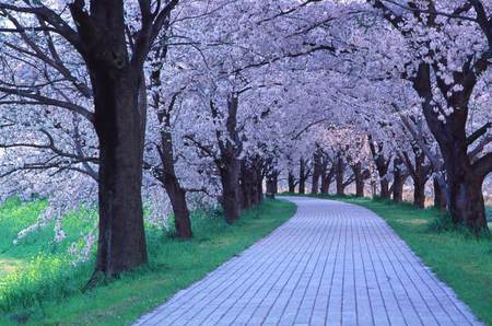 quaint path - pretty, pink, beauty, lovely, trees, nature, green