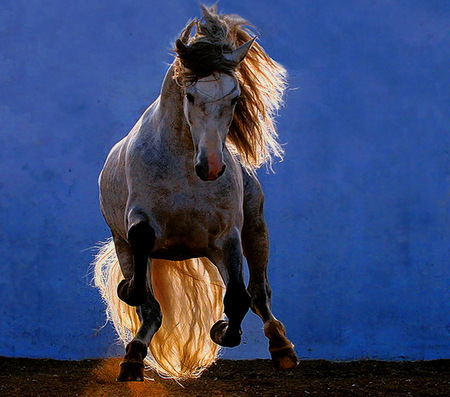 Born to be wild - free, flowing mane and tail, galloping, brown black and white, wild horse, blue night