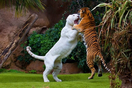 Sparring - orange and black, powerful, cats, friends, tigers, white and black