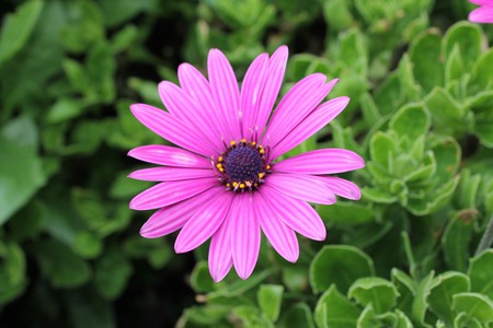 bright pink - flower, pretty, pink, beauty, bright, nature, colorful, daisy, green