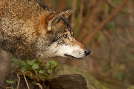 Red Wolf Stare - red, wolf, animal, dogs, forrest, nature, stare