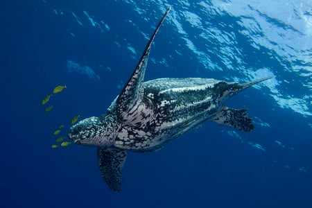 Sea Turtle - turtle, surface, swimming, water, below, sea