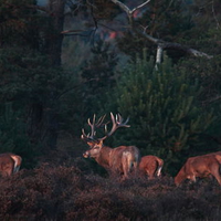 Flock of Deer