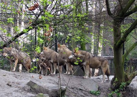 Wolfpack - nature, dogs, wolf, forrest, pack, animals