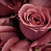 Beautiful roses