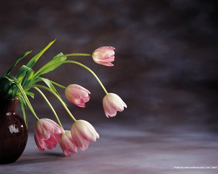 pink tulips - tulips, brown vase, pink, beautiful