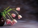 pink tulips