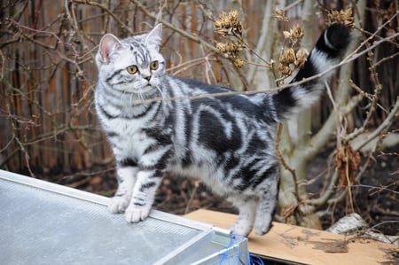 beautiful cat - backyard, grey tiger, beautiful, staying, cat