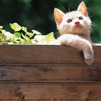 very cute kitty