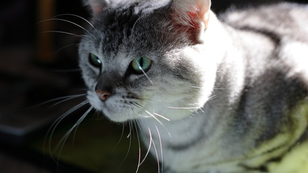 closeup of cats face