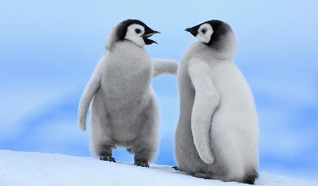 Me and My Sister!XD - penguins, blue, snow, lol, ice, funny, xd, cute, rofl, penguin