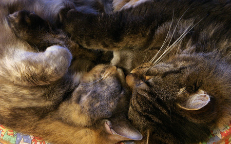 Snuggles - ears, paws, cuddled, cat, fur, kitten, whiskers, asleep, animals