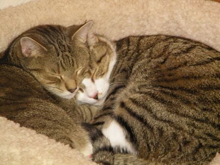 Brotherly Love - tiger cat, tabby, love, cat, james, cats, brothers, sleeping, cooper