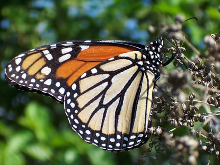 butterflies flying free - trees, nature, butterfly, bug, animals