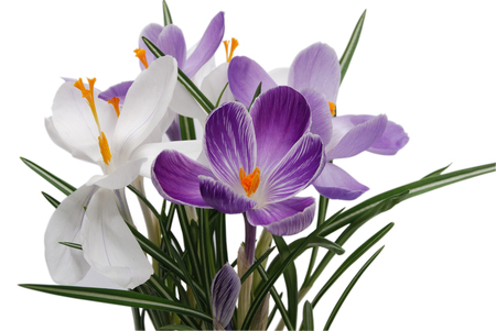 Crocus - nice, crocus, photography, bouquet, gentle, spring, purple, cool, beautiful, flowers, photo, flower, elegantly, harmony