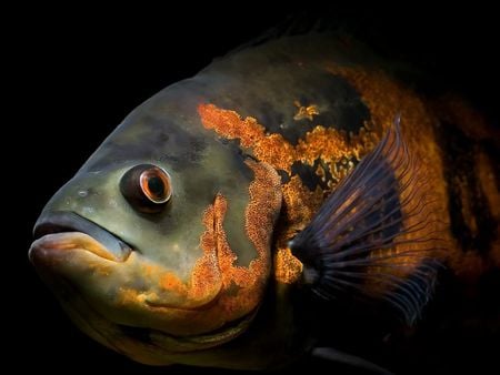 Astronotus-Ocellatus- - astronotus-ocellatus- fish, fun, oscar, big