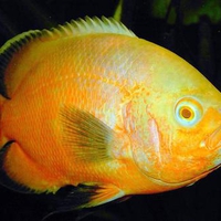 Astronotus ocellatus orange