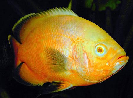 Astronotus ocellatus orange - orange, astronotus, fish fun, ocellatus