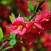 Spring Blossoms