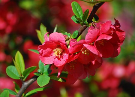 Spring Blossoms - blossoms, branch, red, beautiful, spring