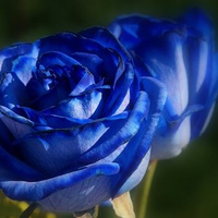 blue-rose-flower