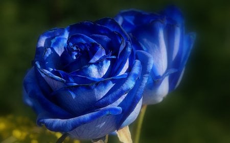 blue-rose-flower - nature, closeup, roses, blue, flowers