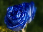 blue-rose-flower