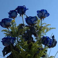 blue-roses-flower