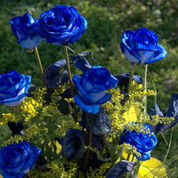 blue-roses-flower