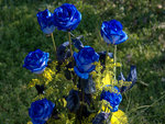 blue-roses-flower