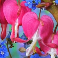 Bleeding-Heart-and-Forget-Me-Not