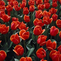 Red-Tulips-garden