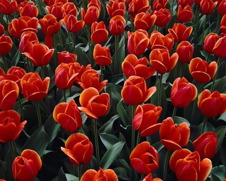 Red-Tulips-garden - red, garden, tulips, flowers, nature