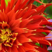 Colorful-Dahlias