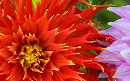 Colorful-Dahlias - flowers, nature, colors, closeup, dahlias